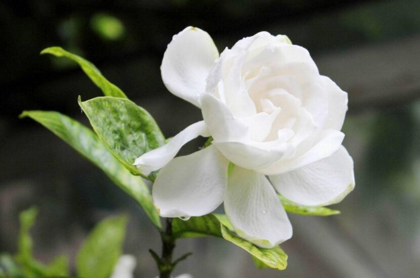 栀子花