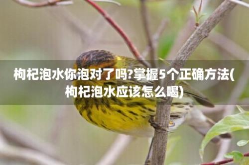 枸杞泡水你泡对了吗?掌握5个正确方法(枸杞泡水应该怎么喝)