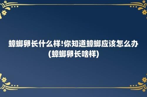 蟑螂卵长什么样!你知道蟑螂应该怎么办(蟑螂卵长啥样)