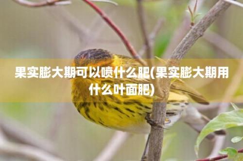 果实膨大期可以喷什么肥(果实膨大期用什么叶面肥)