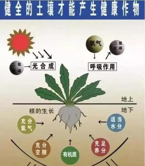 种植优质柑橘，先搞清楚果园土壤是否达标！教你如何改良土壤