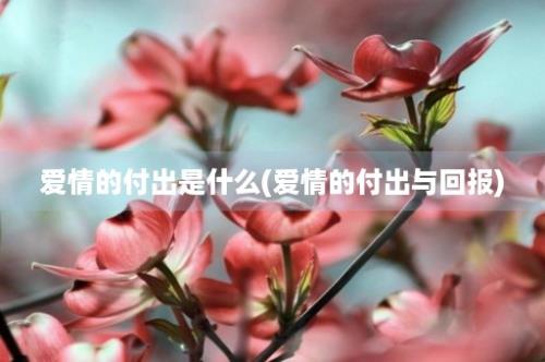 爱情的付出是什么(爱情的付出与回报)