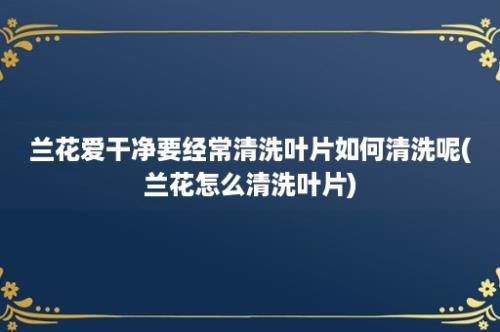 兰花爱干净要经常清洗叶片如何清洗呢(兰花怎么清洗叶片)