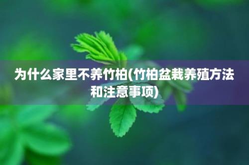 为什么家里不养竹柏(竹柏盆栽养殖方法和注意事项)