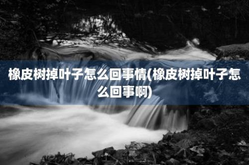 橡皮树掉叶子怎么回事情(橡皮树掉叶子怎么回事啊)