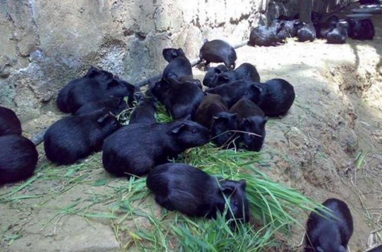 黑豚人工饲养要点