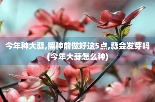 今年种大蒜,播种前做好这5点,蒜会发芽吗(今年大蒜怎么种)