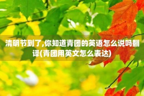 清明节到了,你知道青团的英语怎么说吗翻译(青团用英文怎么表达)