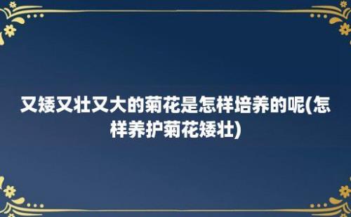 又矮又壮又大的菊花是怎样培养的呢(怎样养护菊花矮壮)