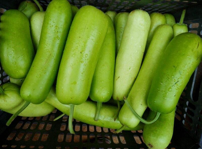 蒲子高产种植技术