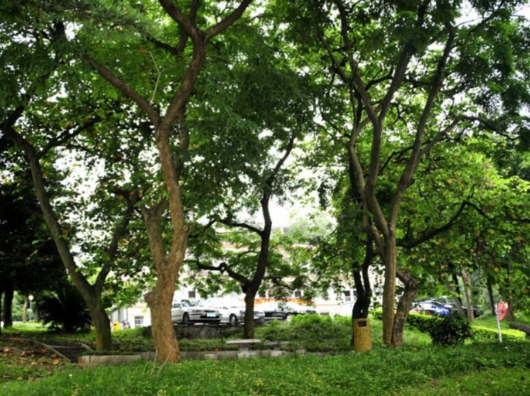 黄檀树
