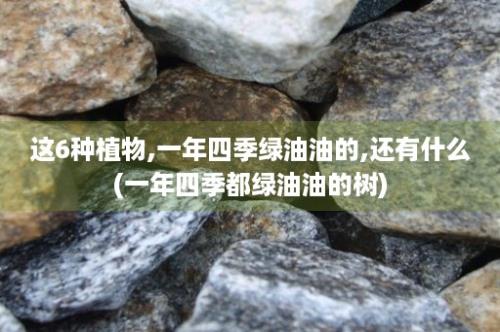 这6种植物,一年四季绿油油的,还有什么(一年四季都绿油油的树)