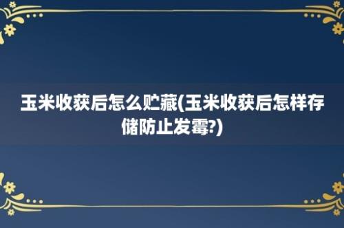 玉米收获后怎么贮藏(玉米收获后怎样存储防止发霉?)