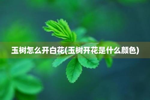 玉树怎么开白花(玉树开花是什么颜色)