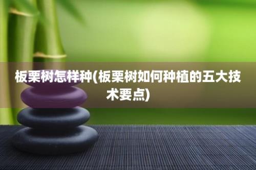 板栗树怎样种(板栗树如何种植的五大技术要点)