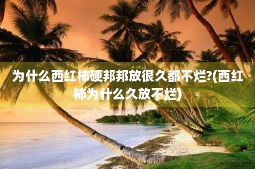 为什么西红柿硬邦邦放很久都不烂?(西红柿为什么久放不烂)