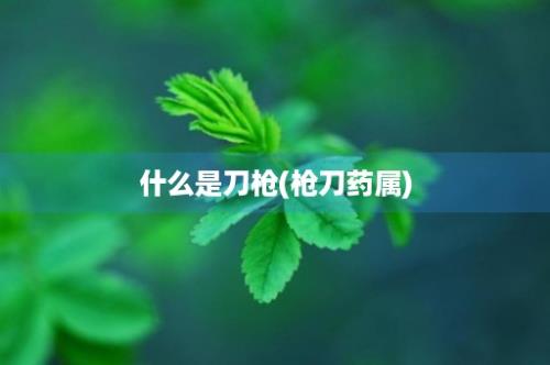 什么是刀枪(枪刀药属)