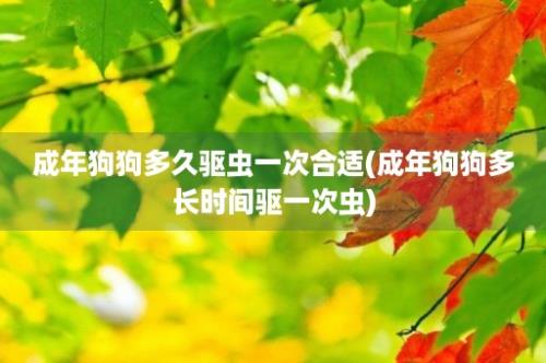 成年狗狗多久驱虫一次合适(成年狗狗多长时间驱一次虫)