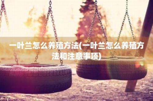 一叶兰怎么养殖方法(一叶兰怎么养殖方法和注意事项)