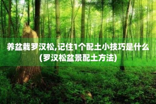 养盆栽罗汉松,记住1个配土小技巧是什么(罗汉松盆景配土方法)