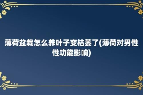 薄荷盆栽怎么养叶子变枯萎了(薄荷对男性性功能影响)