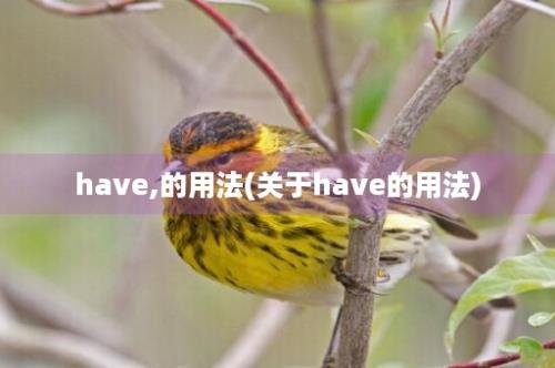 have,的用法(关于have的用法)