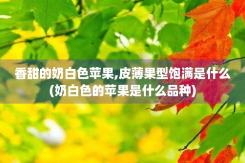 香甜的奶白色苹果,皮薄果型饱满是什么(奶白色的苹果是什么品种)