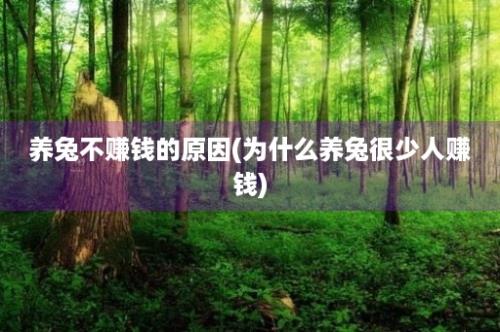 养兔不赚钱的原因(为什么养兔很少人赚钱)