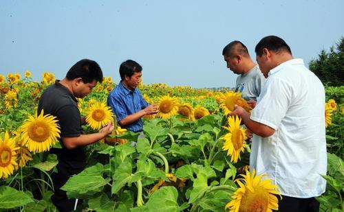 农民种植向日葵，在花期做好4点管理，向日葵籽粒饱满产量高