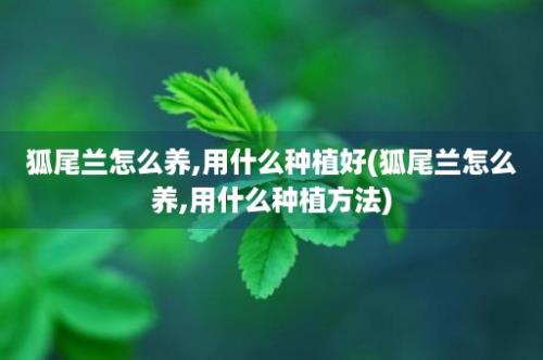 狐尾兰怎么养,用什么种植好(狐尾兰怎么养,用什么种植方法)