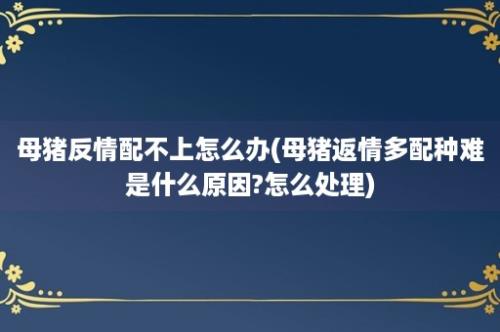 母猪反情配不上怎么办(母猪返情多配种难是什么原因?怎么处理)