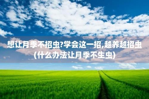 想让月季不招虫?学会这一招,越养越招虫(什么办法让月季不生虫)