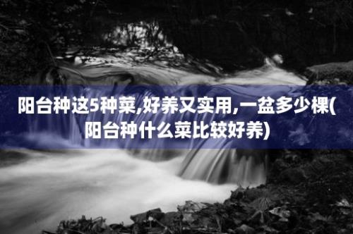 阳台种这5种菜,好养又实用,一盆多少棵(阳台种什么菜比较好养)