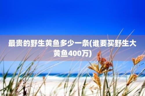 最贵的野生黄鱼多少一条(谁要买野生大黄鱼400万)