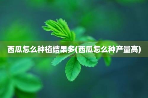 西瓜怎么种植结果多(西瓜怎么种产量高)