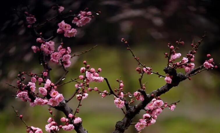 春天的梅花怎么形容