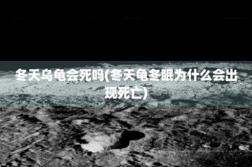 冬天乌龟会死吗(冬天龟冬眠为什么会出现死亡)