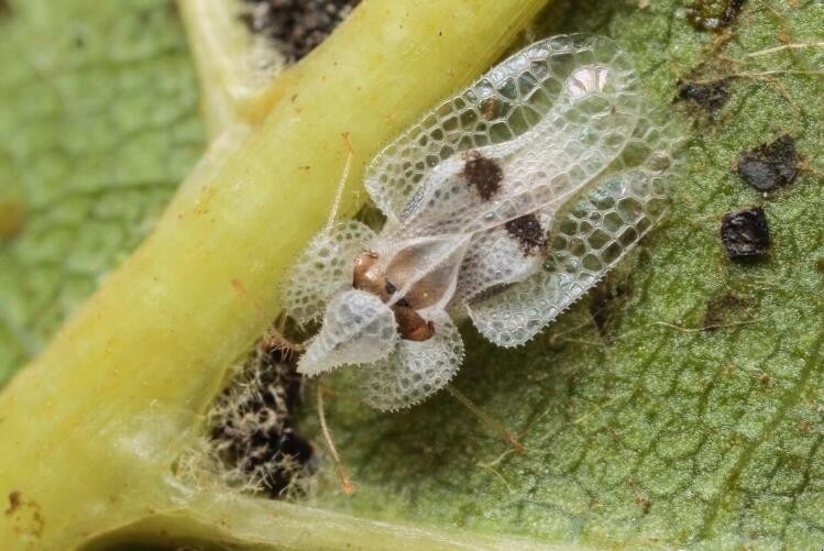 美国白蛾入侵中国是哪年