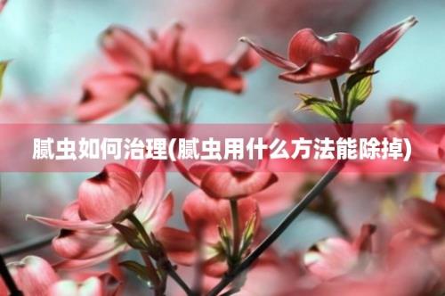 腻虫如何治理(腻虫用什么方法能除掉)