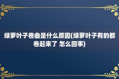 绿萝叶子卷曲是什么原因(绿萝叶子有的都卷起来了 怎么回事)