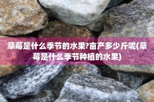 草莓是什么季节的水果?亩产多少斤呢(草莓是什么季节种植的水果)