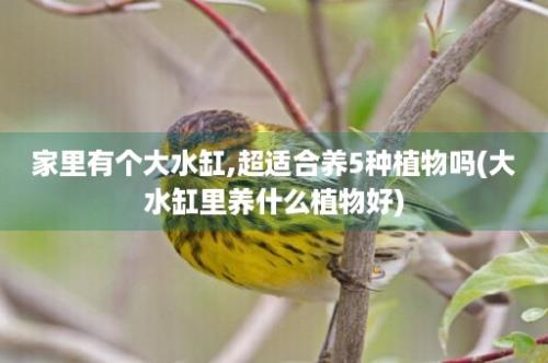 家里有个大水缸,超适合养5种植物吗(大水缸里养什么植物好)