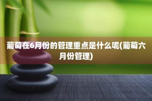 葡萄在6月份的管理重点是什么呢(葡萄六月份管理)