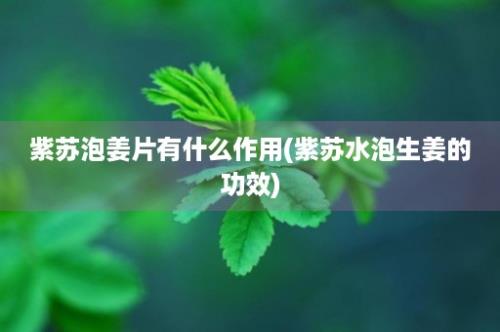 紫苏泡姜片有什么作用(紫苏水泡生姜的功效)