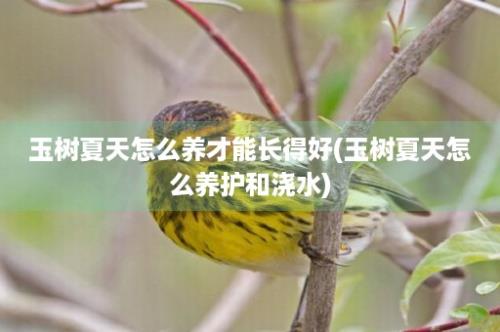 玉树夏天怎么养才能长得好(玉树夏天怎么养护和浇水)