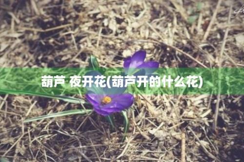 葫芦 夜开花(葫芦开的什么花)