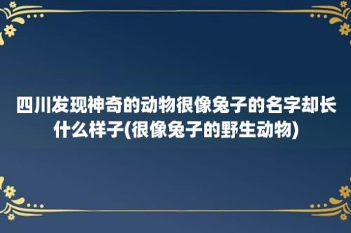 四川发现神奇的动物很像兔子的名字却长什么样子(很像兔子的野生动物)