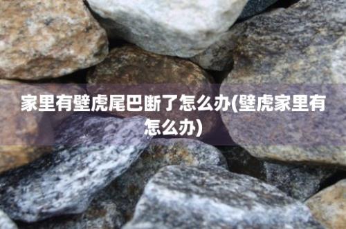 家里有壁虎尾巴断了怎么办(壁虎家里有怎么办)