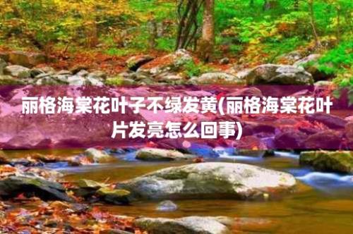 丽格海棠花叶子不绿发黄(丽格海棠花叶片发亮怎么回事)