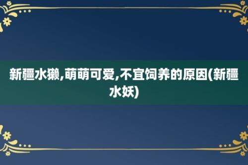 新疆水獭,萌萌可爱,不宜饲养的原因(新疆水妖)